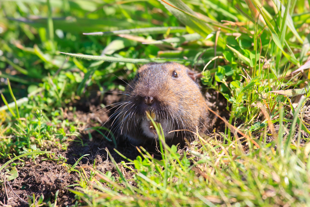 Small brown rodent peeking out from a burrow in the grass and soil.