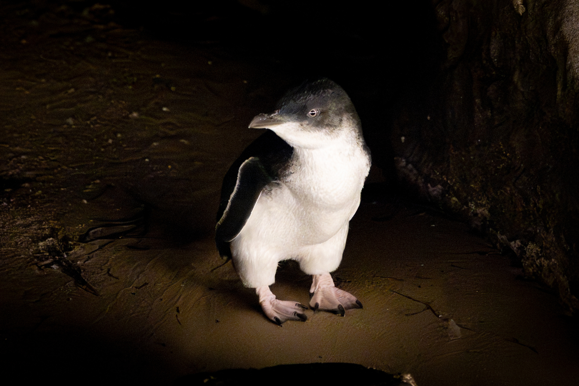 Representative image of little penguin waddling up the beach at Phillip Island, Australia, where researchers are conducting the world's largest wild bird H5N1 vaccination program