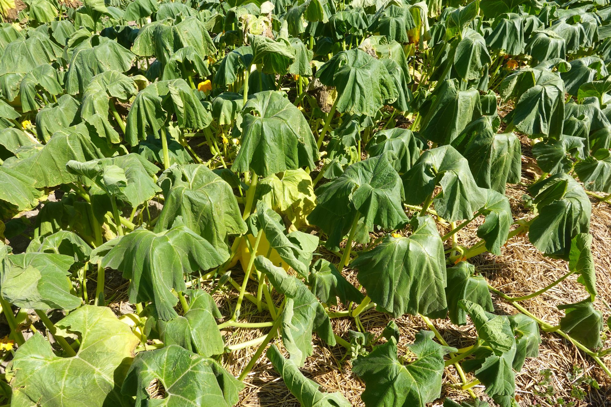 Dense row of green squash leaves and pale stems in a sunlit field with straw mulch between the plants.