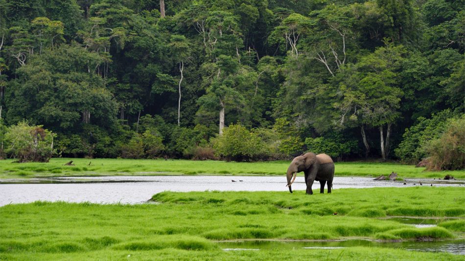 Norway to pay Gabon to protect
