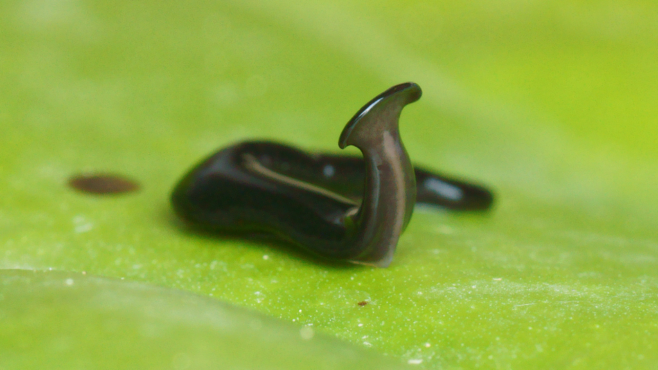 Humbertium covidum the newly discovered hammerhead black flatworm species.