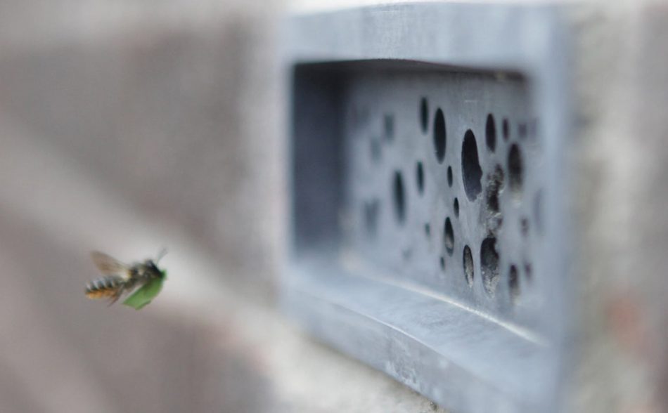 bee approaches new bee friendly bricks