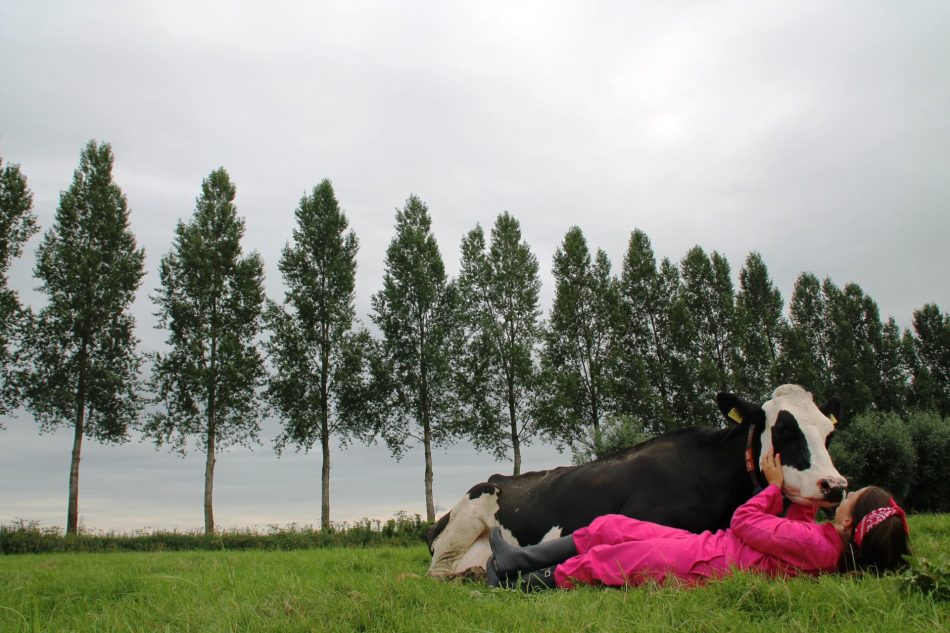 Moo! Find relaxation in the ru