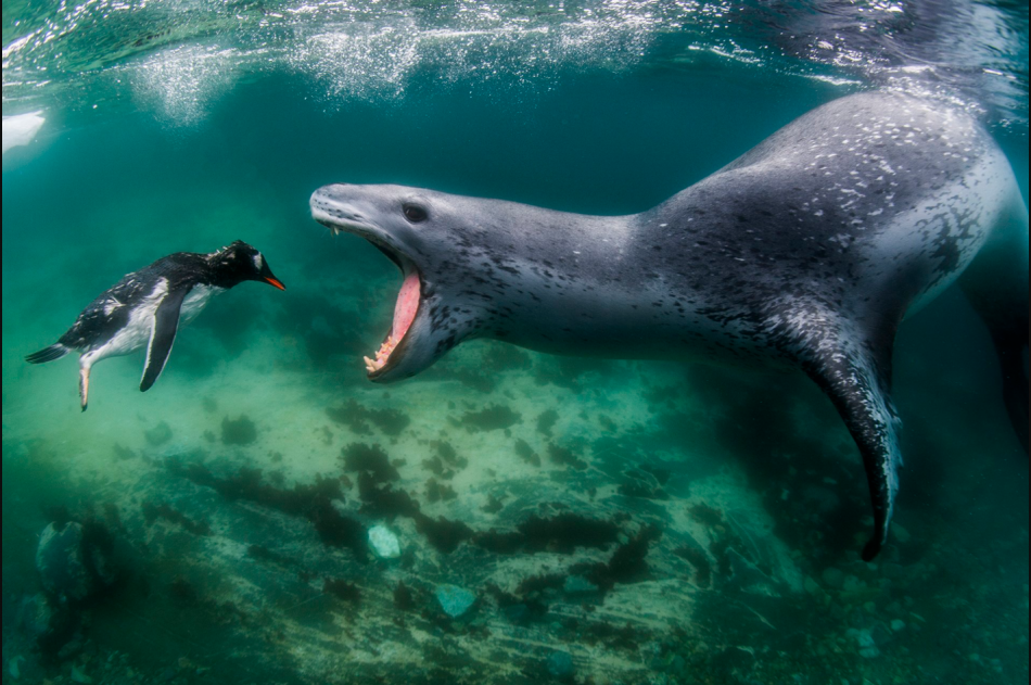 Winner of 2021 World Nature Photography Awards - Facing Reality, Leopard Seal and Penguin, by Amos Nachoum