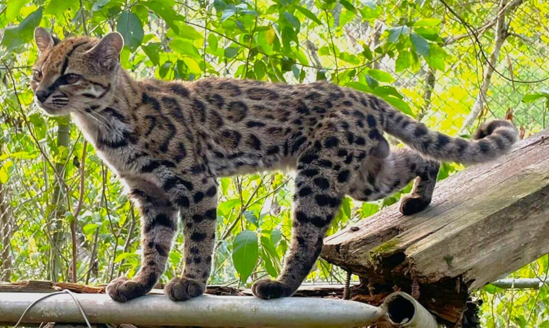 Spotted wild cat walking on a metal pipe and a wooden beam in a sunny green yard surrounded by leaves.