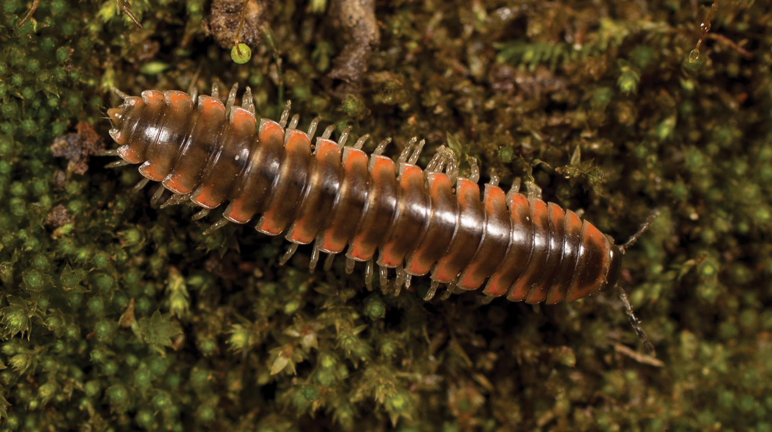 New species of millipede named