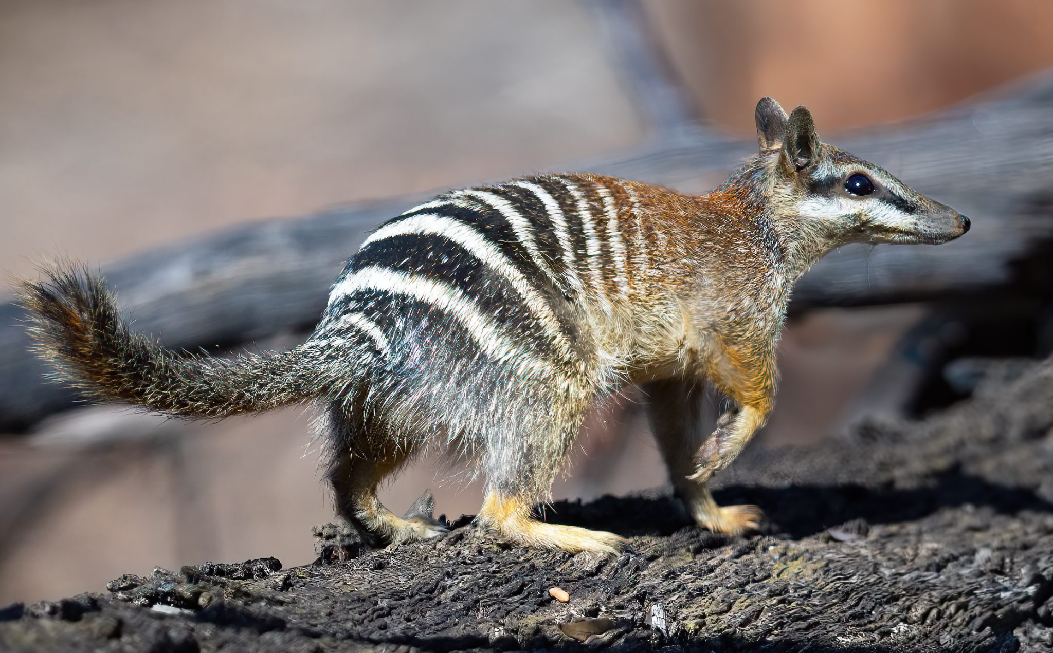 Side view of a small striped mammal with black and white bands along its back, standing on rocky ground.