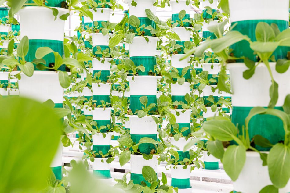 Shockingly Fresh's gigantic vertical greenhouse with natural light
