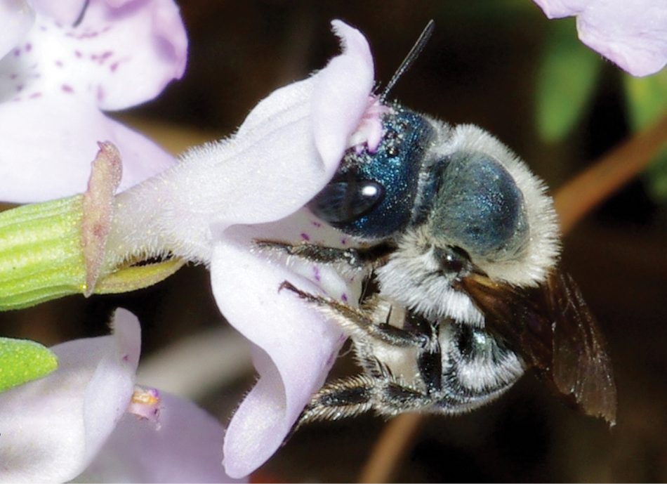 Rare blue calamintha bee spott