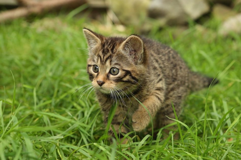 Critically endangered wildcat 