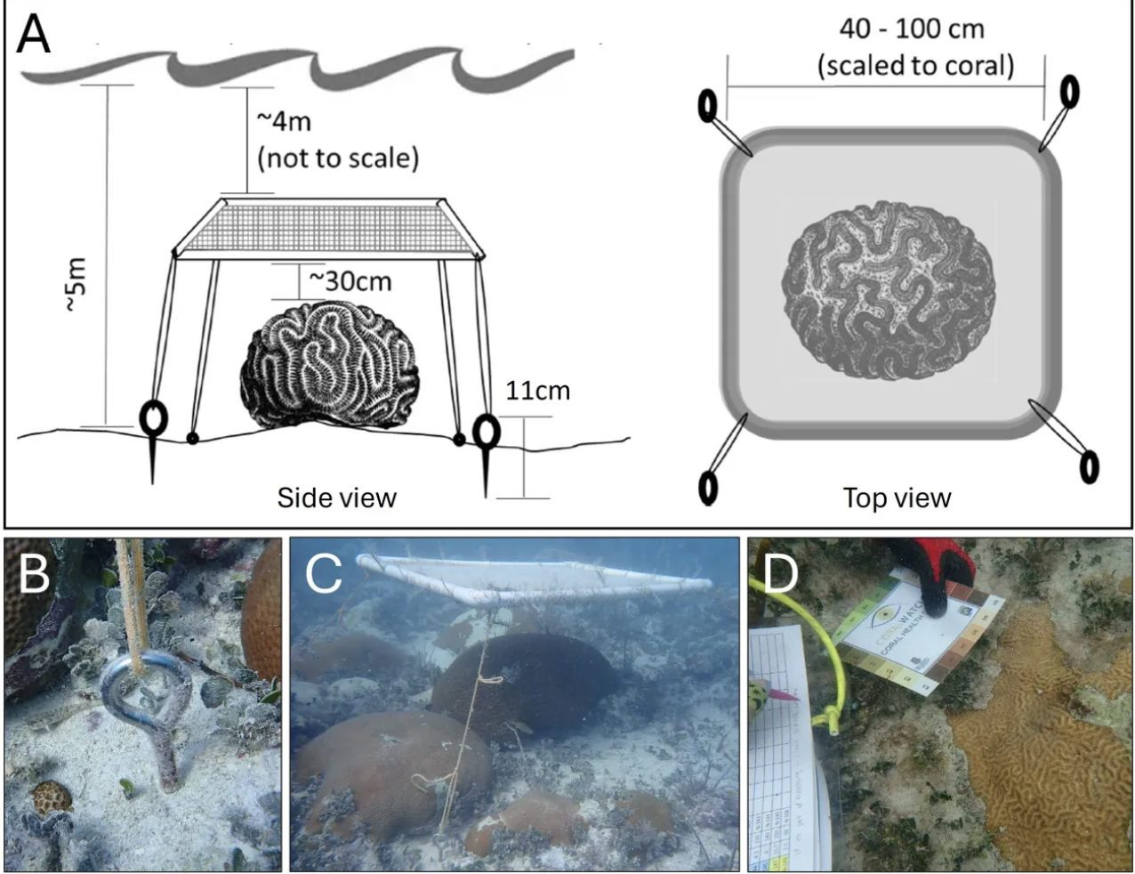 Panel A: Diagram of a coral transplant experiment—side view shows a square cage anchored on the seafloor about 5 m deep with a brain coral inside; top view shows the coral inside a rounded enclosure (40–100 cm) simulated scale.