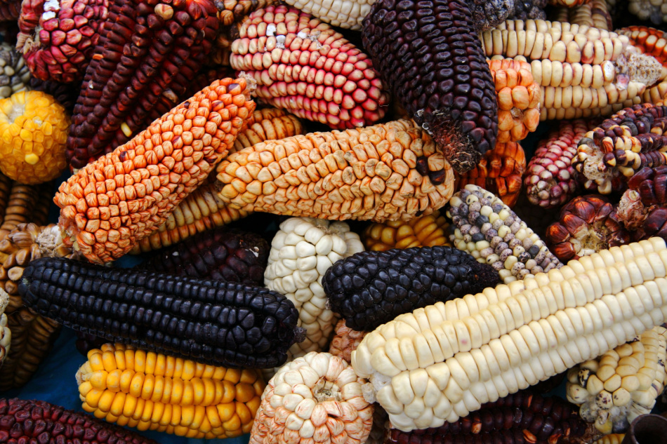 native variety of heirloom corns from local market in Cusco, Peru