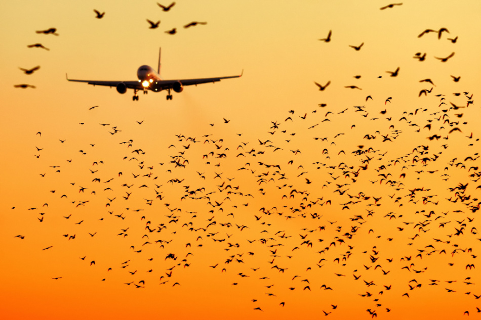 Aircraft landing to airport runway at dusk with huge flock of birds dangerously crossing its path.