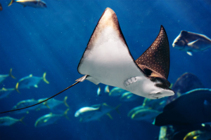 Manta ray floating underwater among other fish