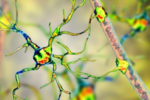 Astrocyte and blood vessel, 3D illustration.