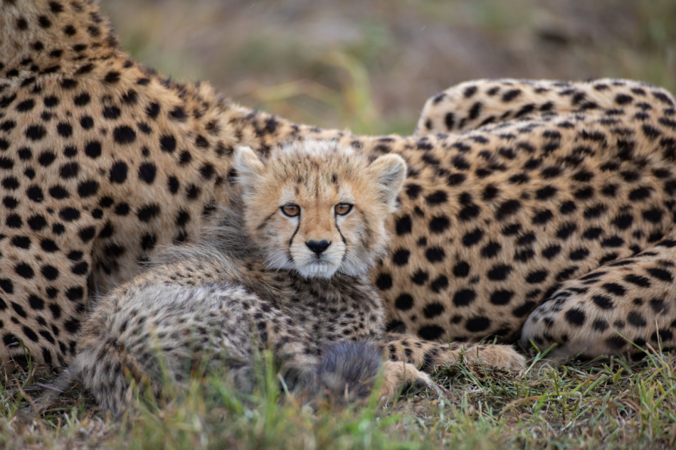 Cute cheetah cub in Masai Mara