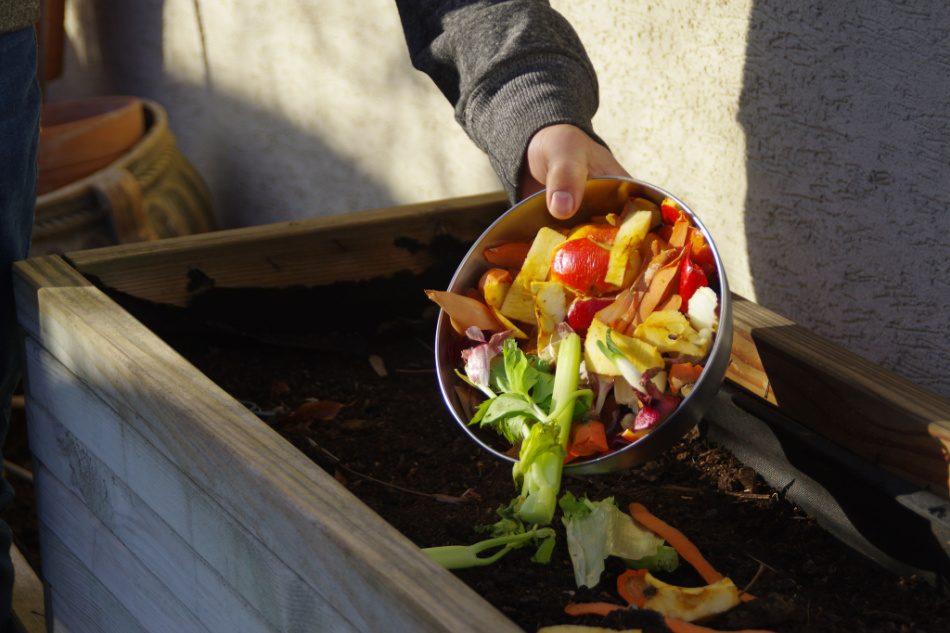  The man throws leftover vegetables from the bowl into backyard compost bin.