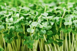 Close-up of microgreen broccoli. Concept of home gardening and growing greenery indoors