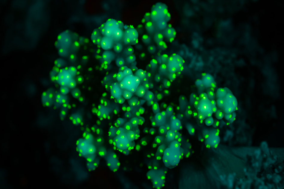 tropical reef coral glows fluorescent green
