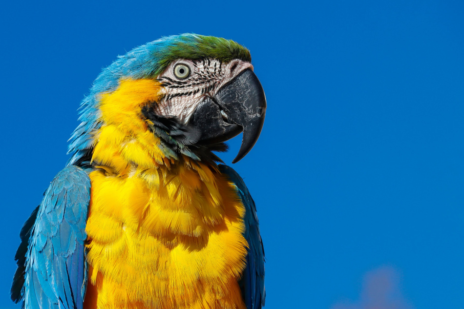 Blue-throated macaw against a blue sky