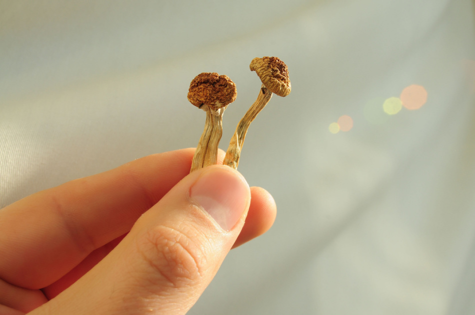 Psilocybin mushrooms in man's hand on grey background. Psychedelic magic Golden Teacher mushrooms.