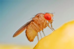 Fruit fly or vinegar fly (Drosophila melanogaster) on banana fruit surface.