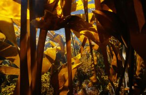 Underwater inside the kelp forest in the ocean 