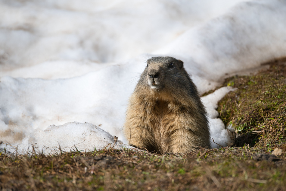 Groundhog enjoys the warm spring sun after a long hibernation