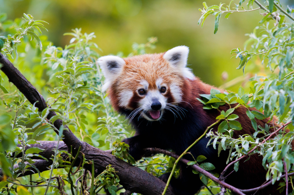 Red Panda in trees