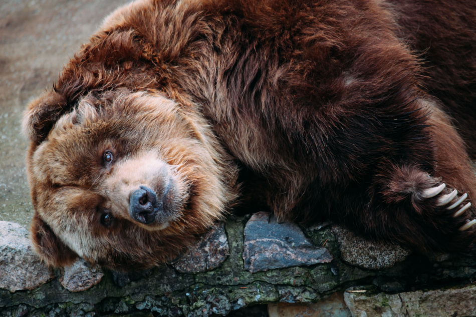 Sleepy Brown Bear