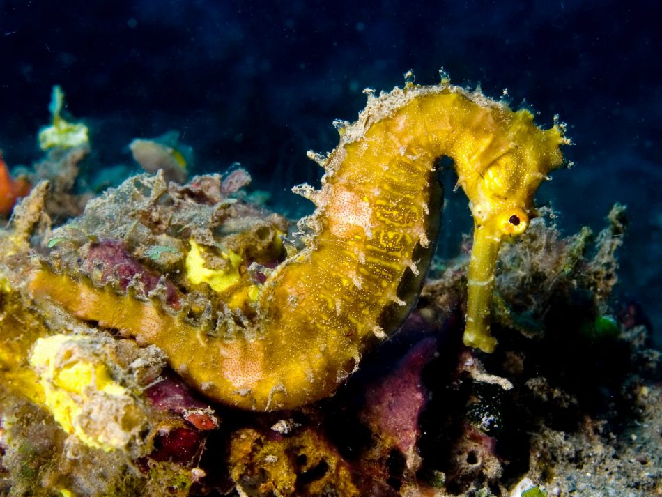 Many rare seahorses return to 