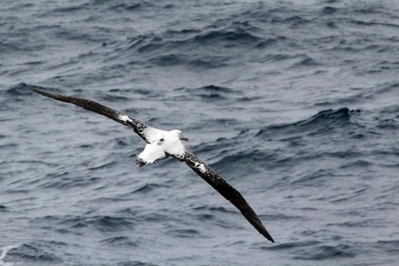 Scientists are using albatross