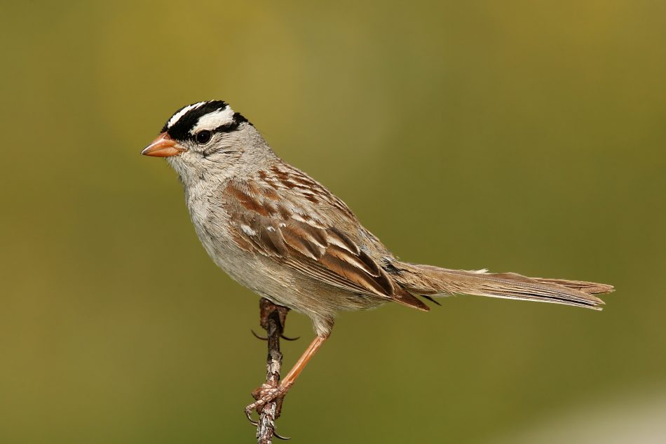 New study reveals birds sang d