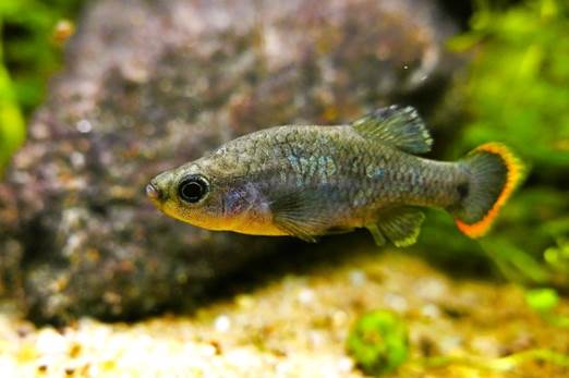 Small tropical aquarium fish with an olive body and an orange-edged tail swimming near the gravel and rocks.