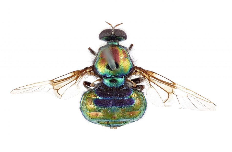 New fabulous fly species named