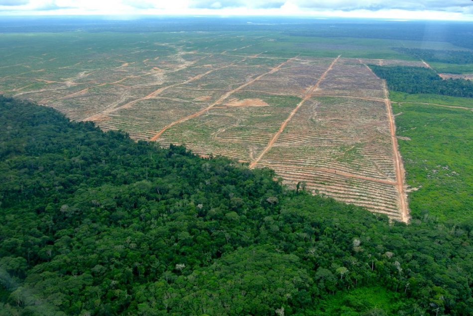 Peru pledges to end palm oil-d