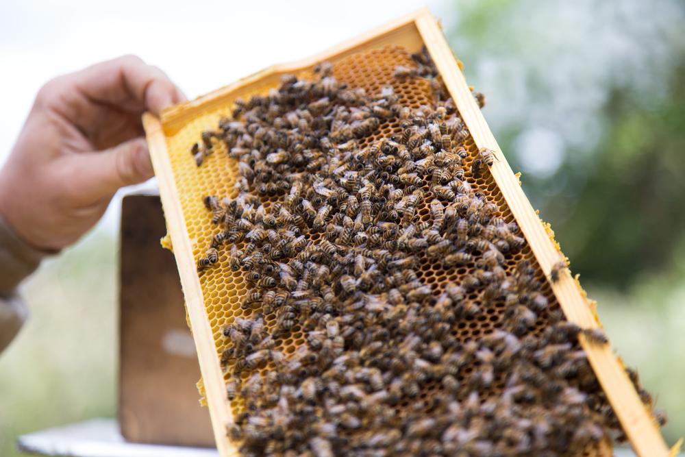 Beekeeper holding a honeycomb frame covered with many bees outdoors.