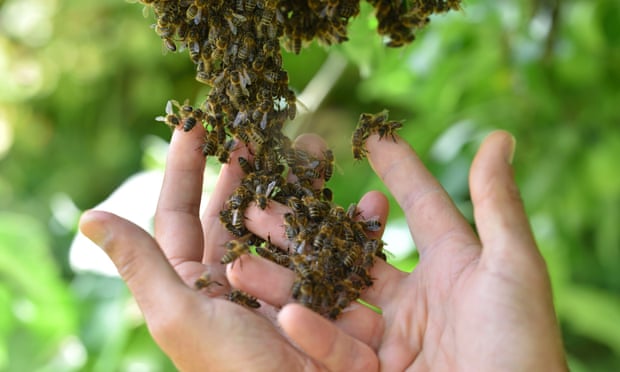 Colony of bees swarming a man's hand