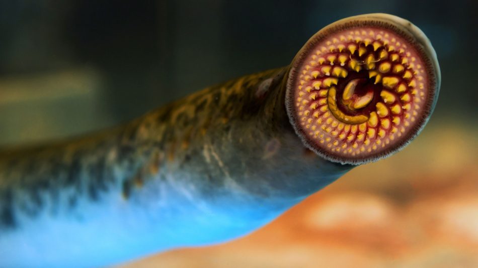 How the lamprey could lead to 