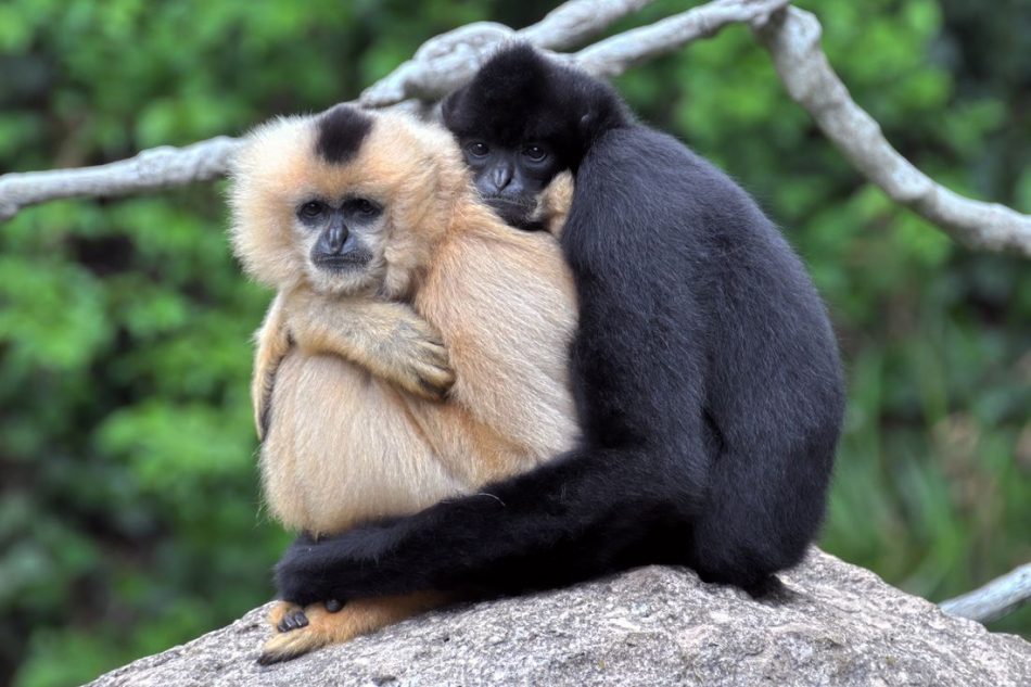 World’s rarest ape sees glim