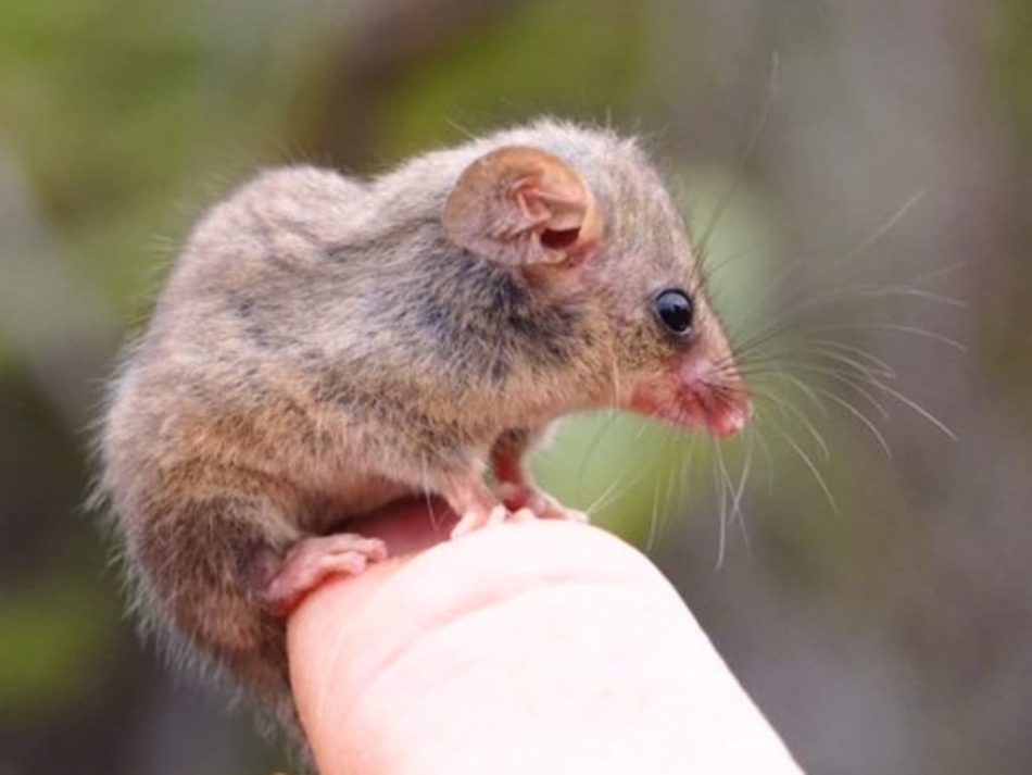 Little pygmy possum found afte
