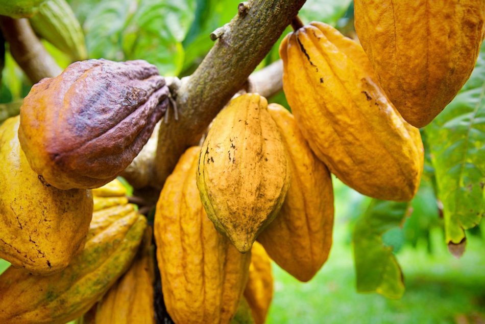 How cacao trees are helping to