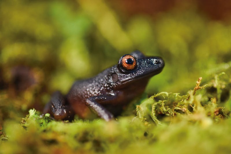 Scientists find 20 new species in the dense forests of the Bolivian Andes