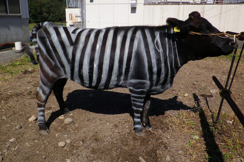Apparently painting zebra stri