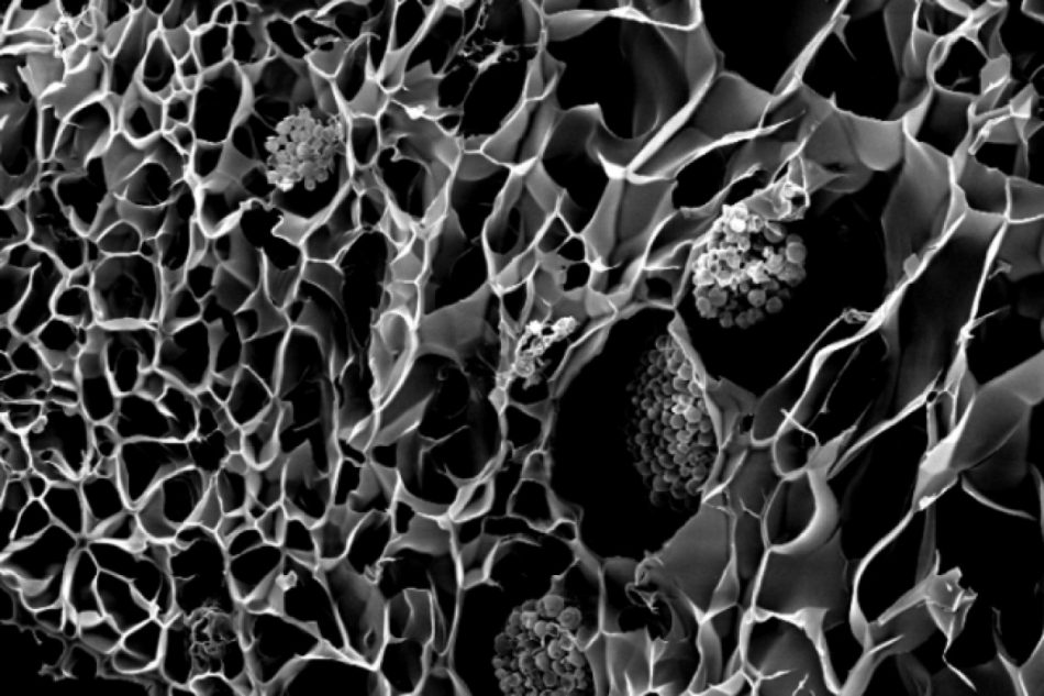 3D-printed biostructures could