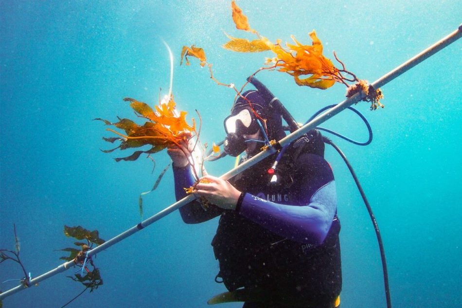 Scientists design underwater e