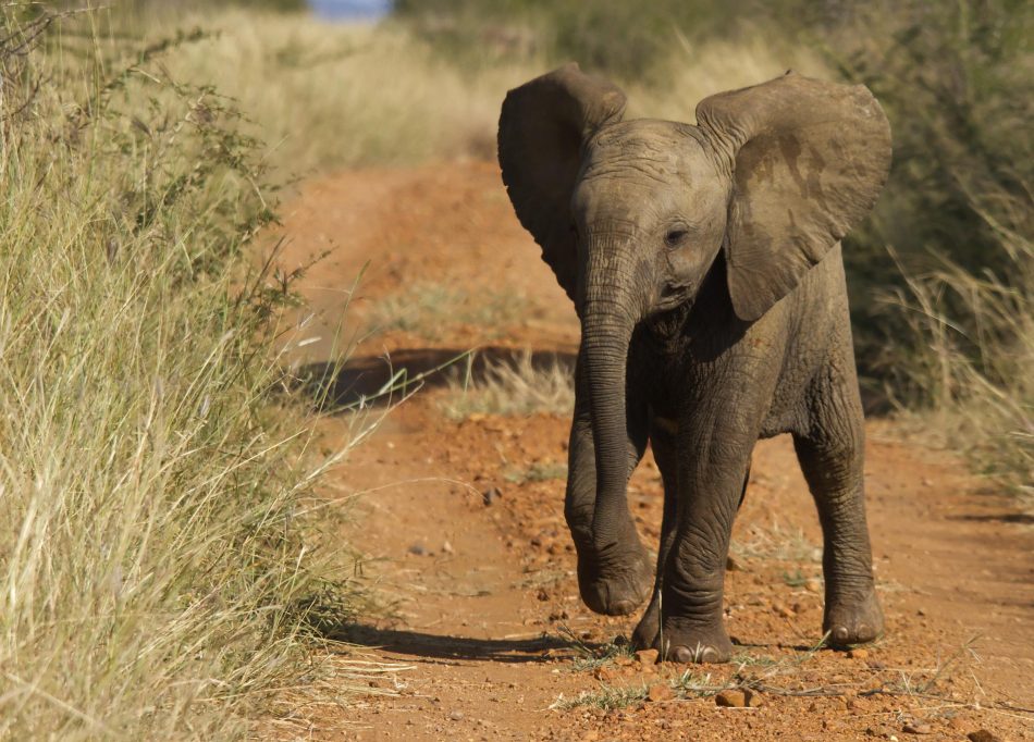 Trade of wild African elephant