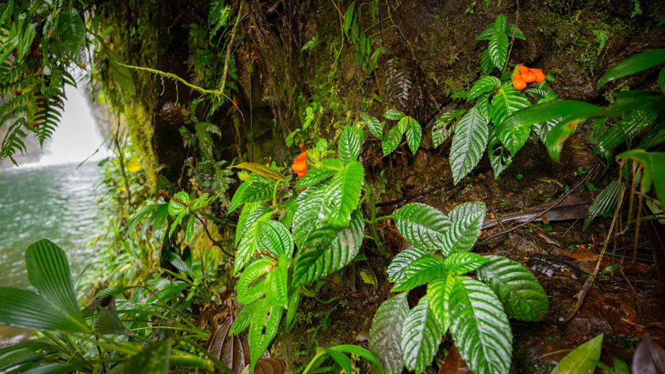 Researchers rediscover Gasteranthus extinctus in Ecuador rainforest