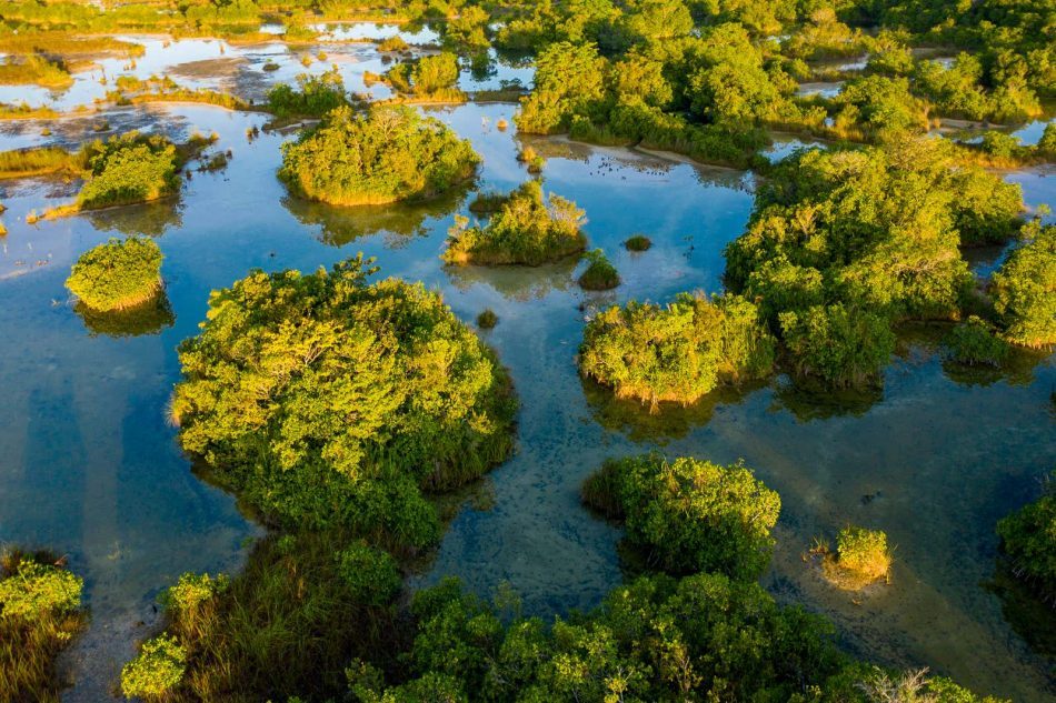 This mangrove forest can help 