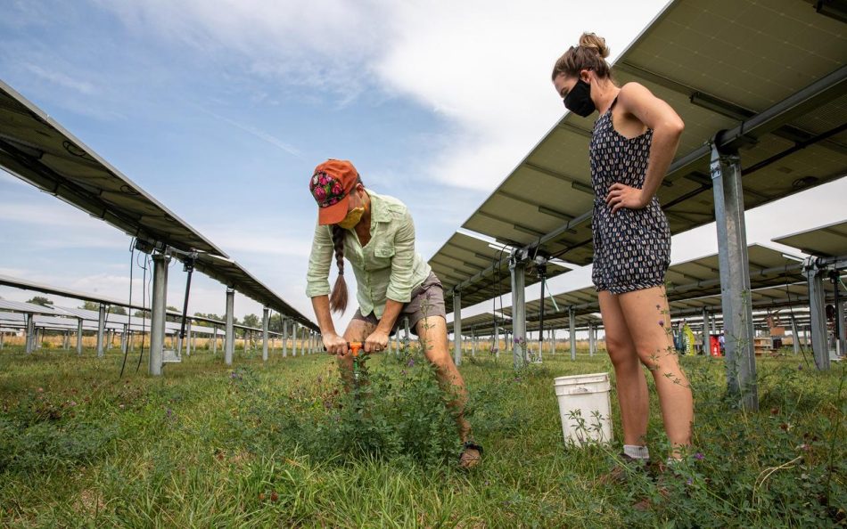Two woman work on agrivoltaic farm